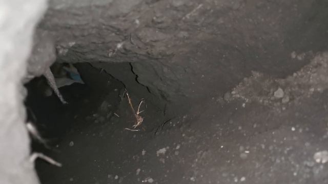 Лиса Василиса и её виртуальные щенки. Репортаж из норы