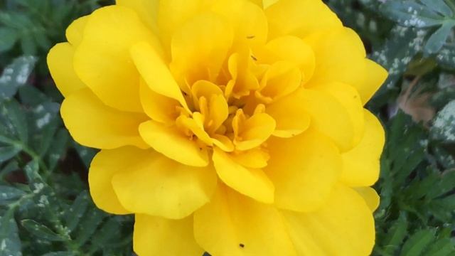 Бегония махровая желтая смотреть онлайн