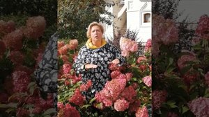 Лучшие сорта гортензий для Подмосковья :Ванила Фрайз