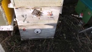 весенняя стимулирующая подкормка пчел , в чем ее особенности и зачем она нужна