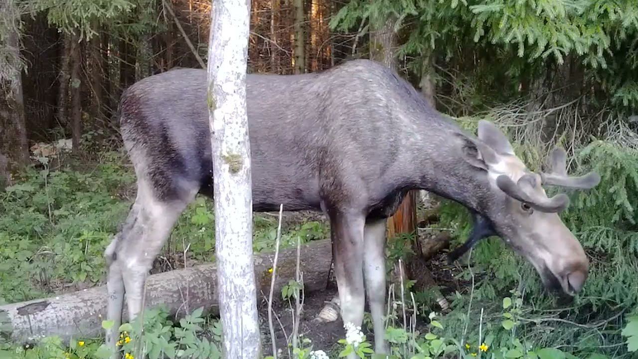 Фотоловушка Boly #8 На солонце №6