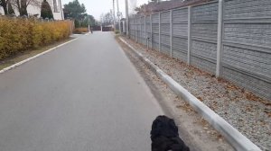 Гром БЕРНСКИЙ ЗЕНЕНХУНД в упряжке