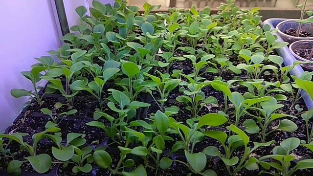 Обзор моей рассады на март месяц. Как прорастают цветы в бутылях. смотреть онлайн