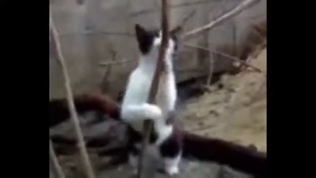 Коты напились валерьянки смотреть онлайн