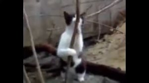 Коты напились валерьянки