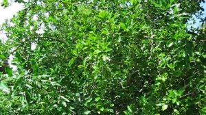 Malpighia punicifolia, Barbados Cherry