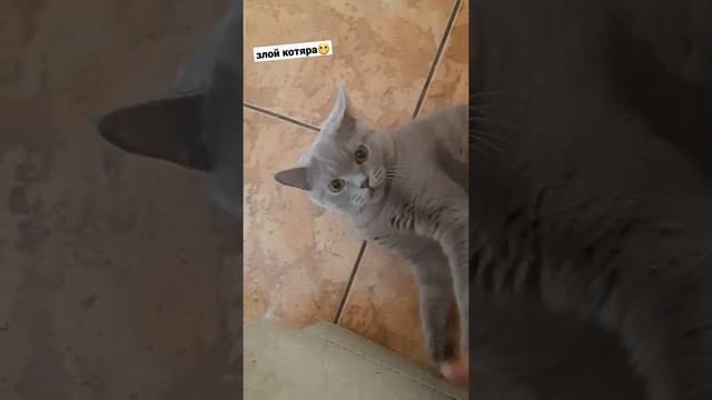 Тотошка кусучий британец смотреть онлайн