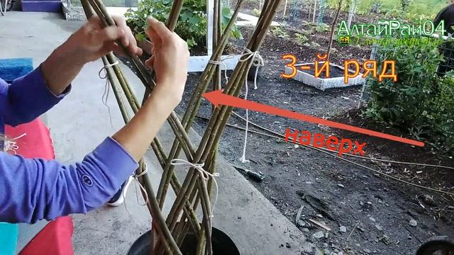 Плетёное дерево из ивы. смотреть онлайн