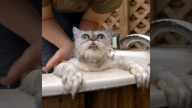 Как приучить кошку купаться смотреть онлайн