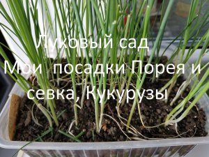 Мой луковый сад // Метод посадки Порея  //  Кукуруза