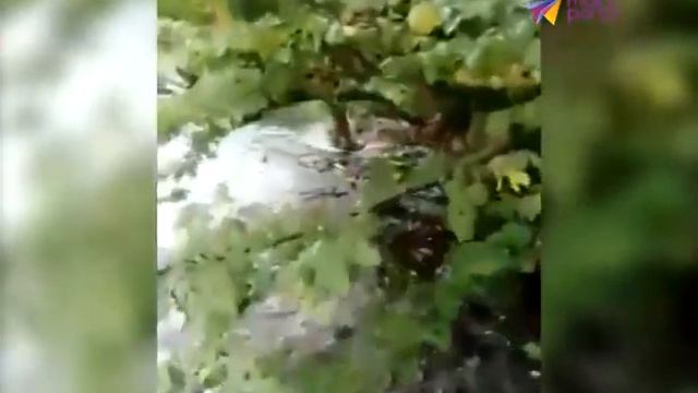 В Дагомысе сошел селевой поток смотреть онлайн