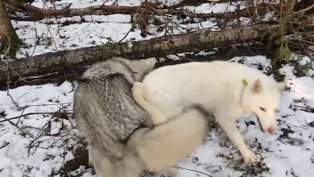 Знакомство со Скай - мамой Луны и Брана. Волки в парке. смотреть онлайн