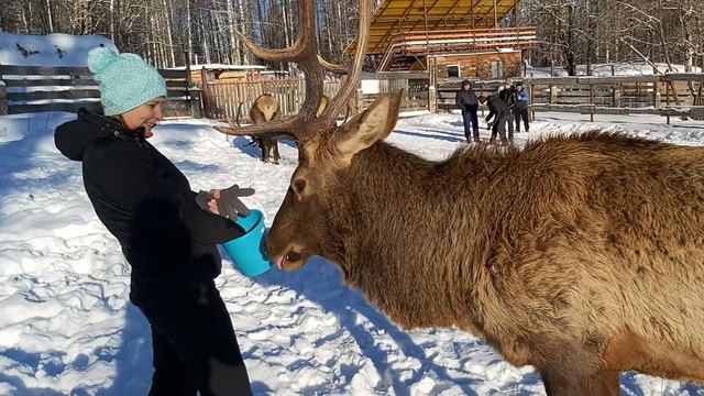 Мараловая ферма в парке Зюраткуль
