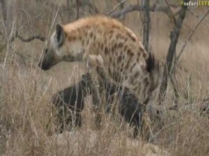 Sunset Hyena with Stefan in Djuma! Funny animal videos try not to laugh.mp4