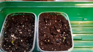 РЕЗУЛЬТАТ СКАРИФИКАЦИИ СЕМЯН ПЕЛАРГОНИИ НЕ ЗАСТАВИЛ ЖДАТЬ