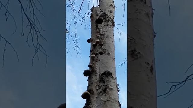 Fungus infested birch tree