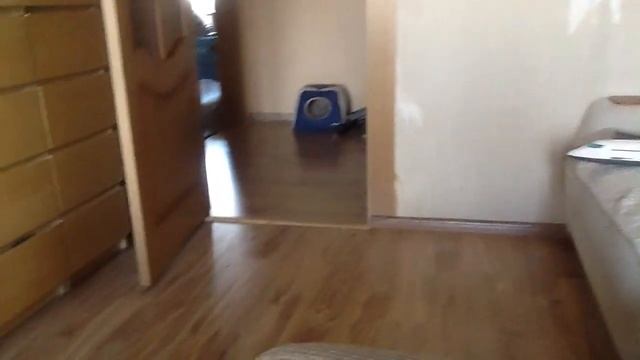 Кот прыг смотреть онлайн