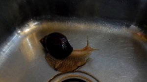 Улитки Ахатины - уход и содержание