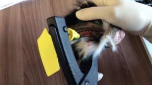 Учимся правильно ставить ушные бирки коровам и телятам