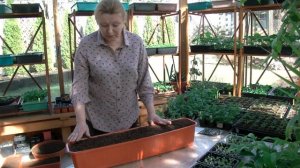 Как сформировать вазоны с Виолой