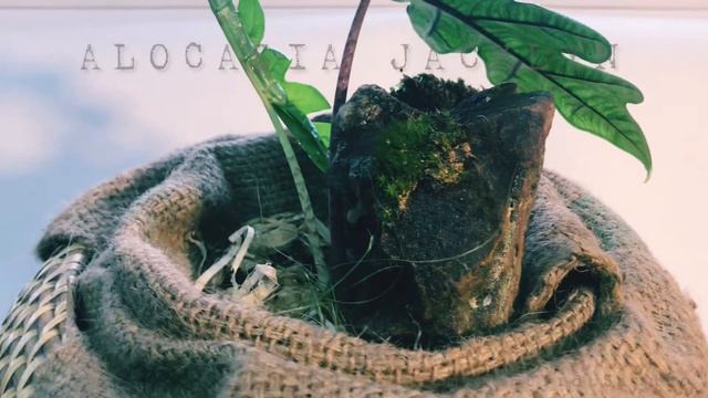 ALOCASIA JACKLYN - Kiểng Lá Trong Nhà - Đà Lạt смотреть онлайн