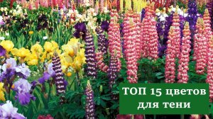 ТОП 15 цветов для тени