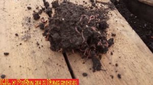 Как разводить червей для рыбалки на даче очень просто. Очень много червей за неделю смотрите видео