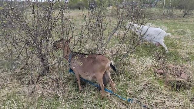 Альпийская коза,выходим на пастбище.