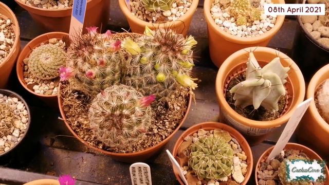 Mammillaria microhelia Cactus PINK & YELLOW FLOWERS UPDATE April 2021 смотреть онлайн