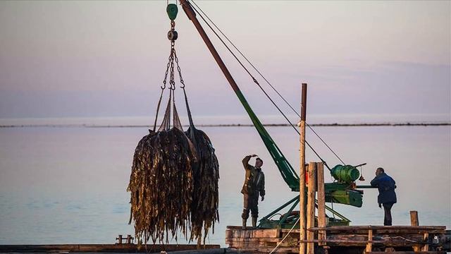 Желирующие вещества смотреть онлайн