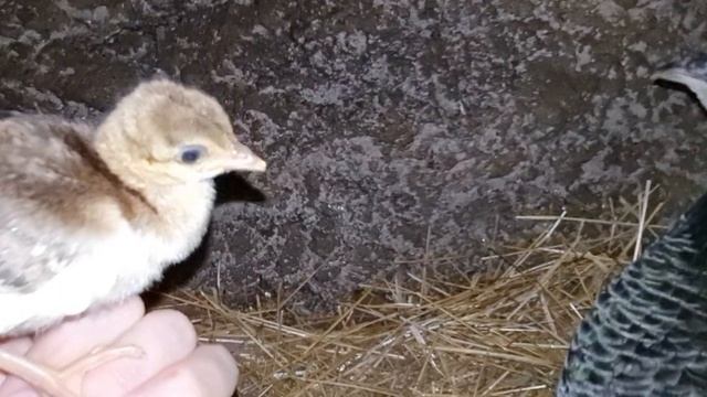 ПТЕНЦЫ ПАВЛИНА ДВА ДНЯ! СМОТРИТЕ- ЭТО ИНТЕРЕСНО! смотреть онлайн