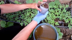 НАТУРАЛЬНАЯ ЭКОЛОГИЧЕСКИ ЧИСТАЯ ПОДКОРМКА ДЛЯ РАССАДЫ