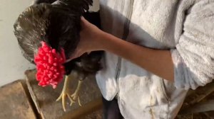 Лишние петухи снижают яйценоскость кур несушек Чем и как обработать кур несушек от паразитов