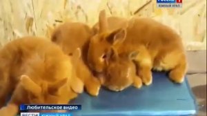 2-я Челябинская выставка кроликов