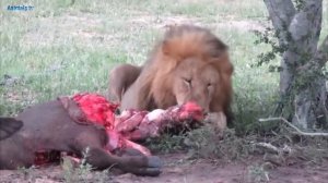 Львы Убили и Съели Антилопу, Львиный Прайд, Лев в деле