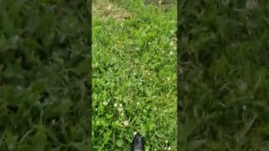 ежевика,от маленького саженца до куста за 1 сезон