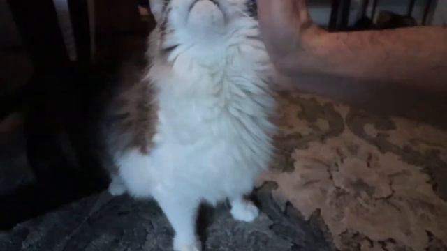 Карантин в Америке. Криминальные районы Чикаго. Ох уж этот загнивающий запад! смотреть онлайн