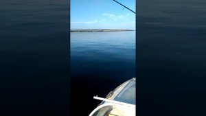 Жерех на средней Волге.