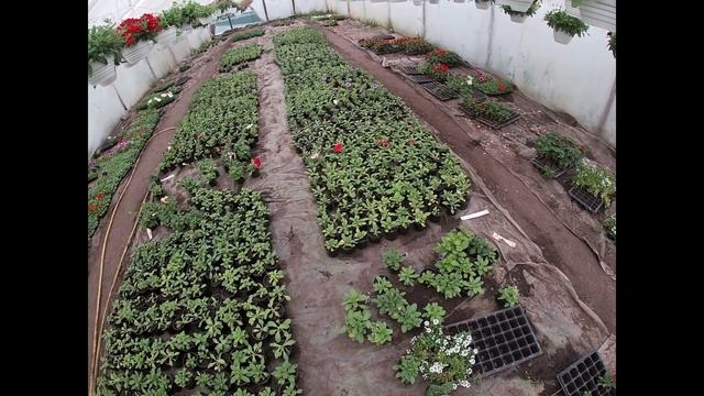 СТОИТ ЛИ ПОКУПАТЬ ДОРОГИЕ СЕМЕНА ПЕТУНИИ? смотреть онлайн