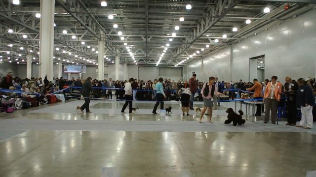 Russia 19/10/13 judge PAMELA RUNDERKAMP (Netherlands) CANICHE MOYEN смотреть онлайн