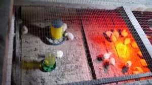 Выращивание бройлеров в домашних условиях