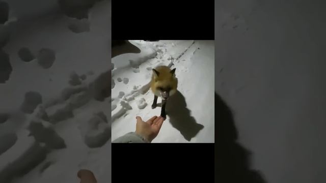 Голодная лиса прибилась к дому жительницы Якутска