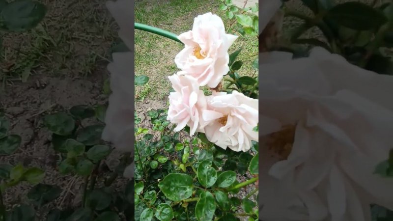 Цветение розовой кустовой розы.