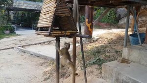 Обезьяна вешается на цепи