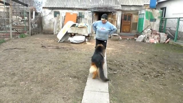 Красотка Даги. Длинношерстная Немецкая овчарка 3,5 года. Beautiful Long-haired German Shepherd.
