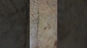 Обманка датчика лямда зонда на шевроле лачетти обзор