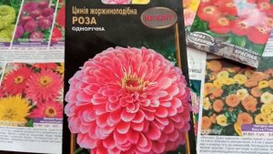 ??????️?️?️?????? НИЗКОРОСЛЫЕ ЦИНИИ (МАЙОРЫ)
