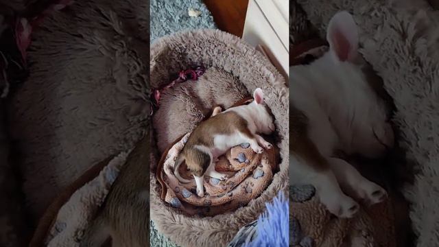 Неделю вместе, малыш чихуахуа смотреть онлайн