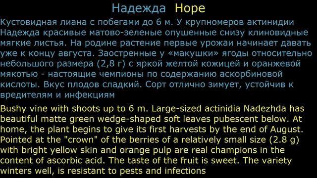 #Актинидии3 Декоративные #лианы9 #многолетники Декоративные растения смотреть онлайн