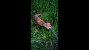 «Отдай подсачник!» - на Ёлнати лиса отбирала у рыбака снасти